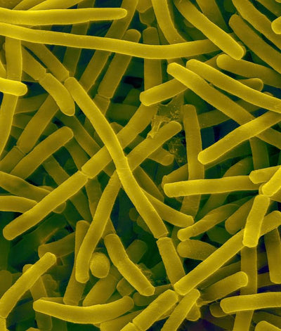 Bacillus pumilus