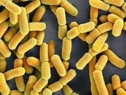 Bacillus licheniformis