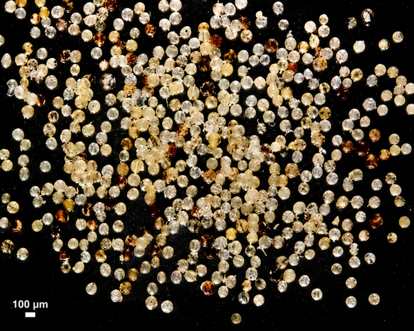 Acaulospora spp.