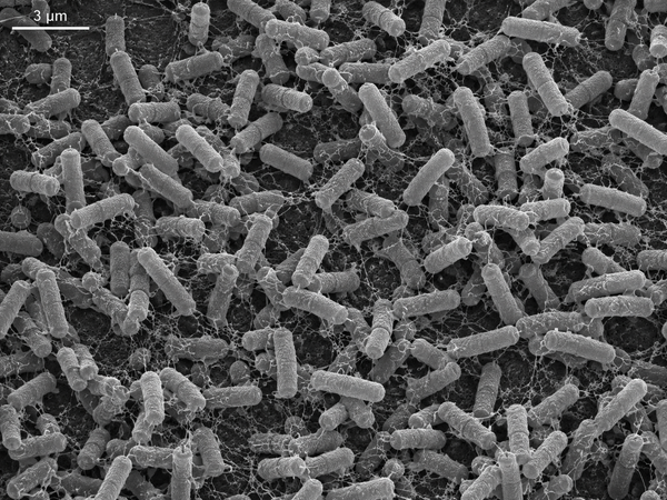 Bacillus amyloliquefaciens