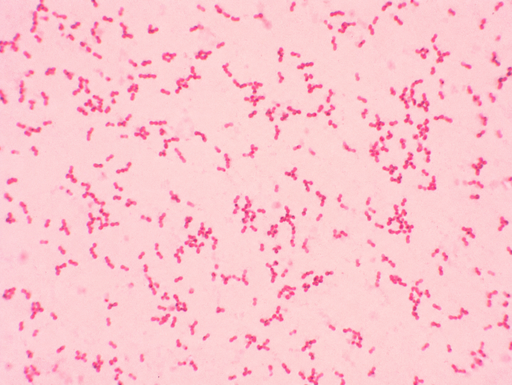 Bacillus firmus