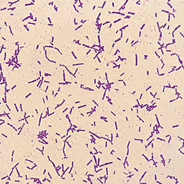 Bacillus megaterium