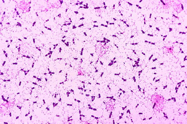 Bacillus pumilus