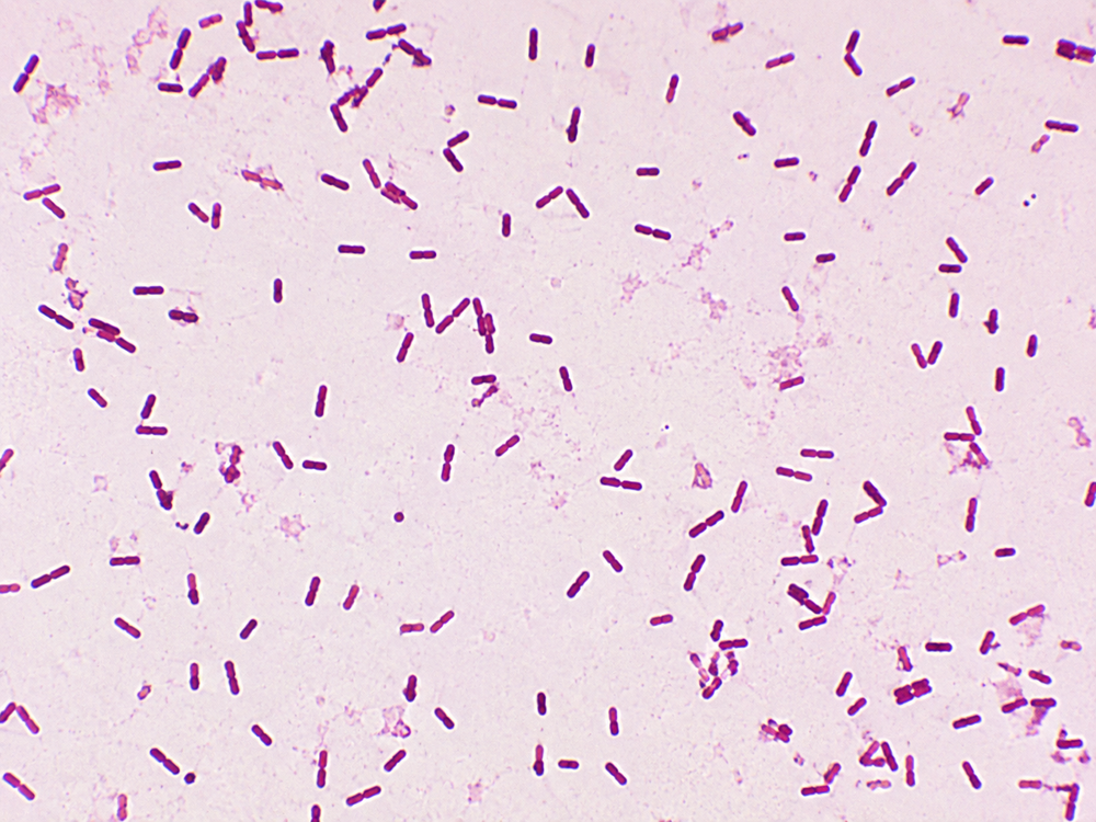 Bacillus thuringiensis