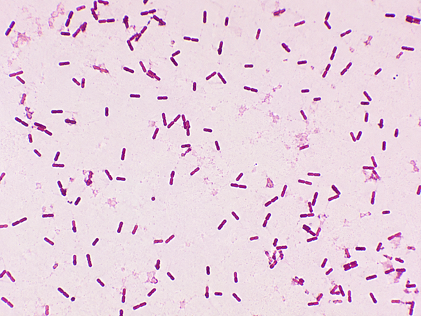 Bacillus thuringiensis