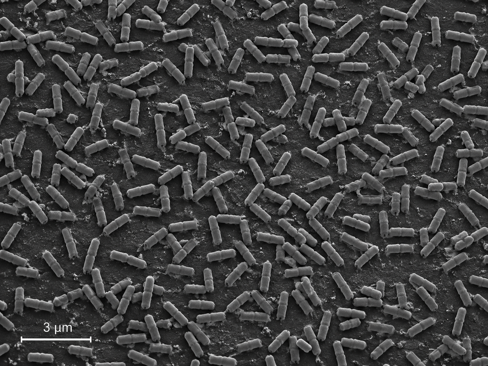 Bacillus velezensis