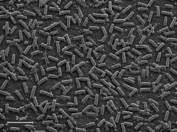 Bacillus velezensis