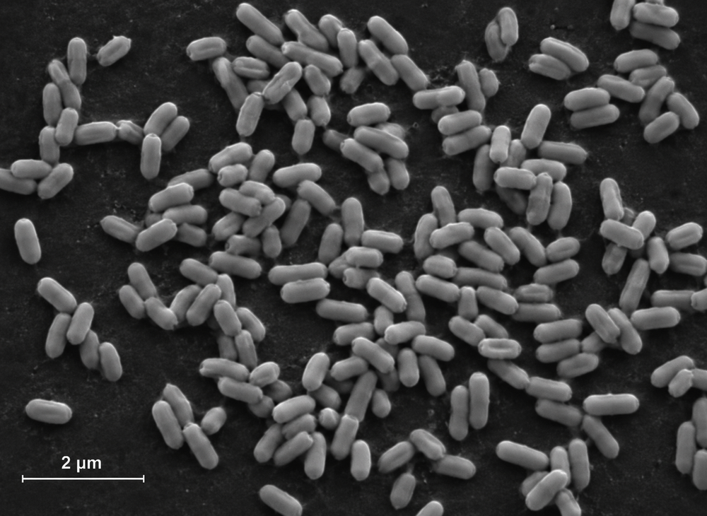 Bradyrhizobium japonicum