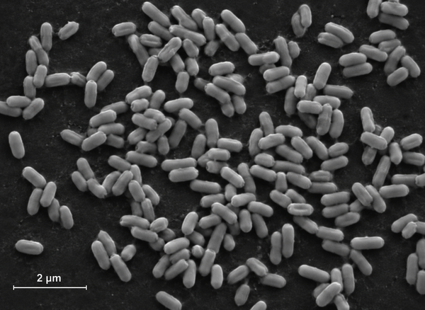 Bradyrhizobium japonicum