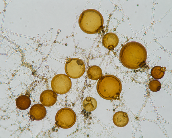Claroideoglomus etunicatum