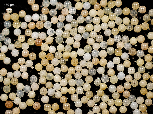 Diversispora versiformis