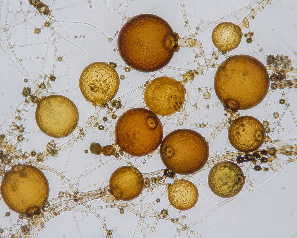 Funneliformis mosseae