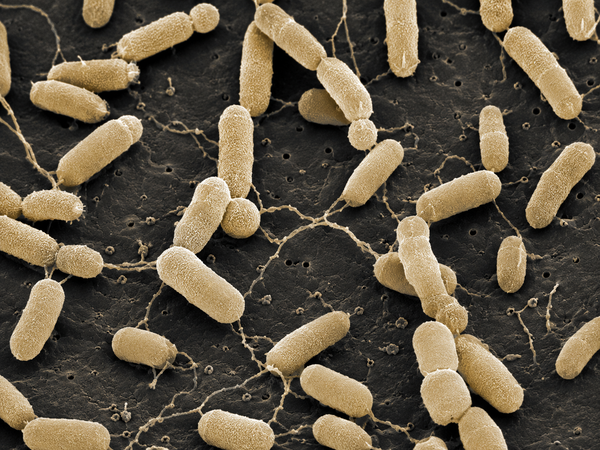 Gluconacetobacter diazotrophicus