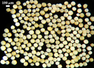 Claroideoglomus claroideum