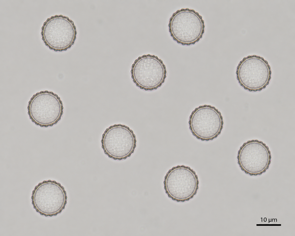 Laccaria bicolor