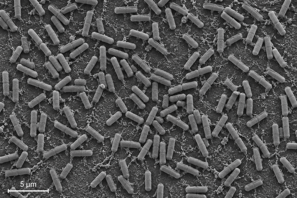 Paenibacillus polymyxa