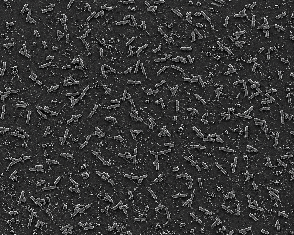 Pseudomonas chlororaphis