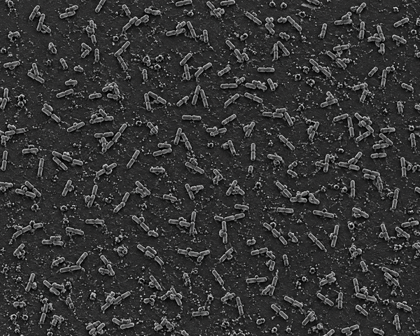 Pseudomonas chlororaphis