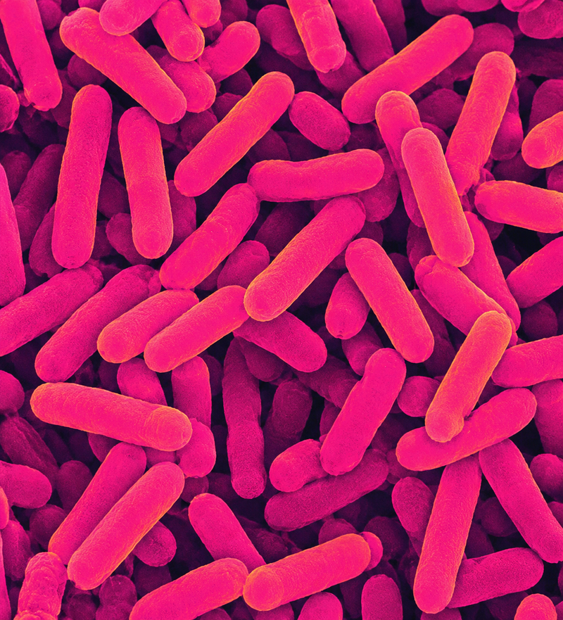 Beneficial soil bacteria