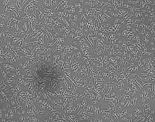Pseudomonas putida