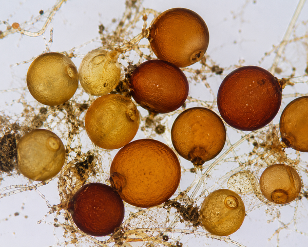 Rhizophagus irregularis