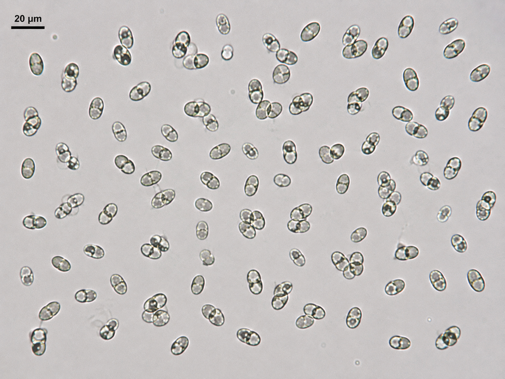 Rhizopogon amylopogon