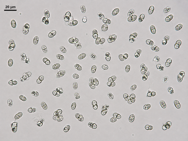 Rhizopogon amylopogon