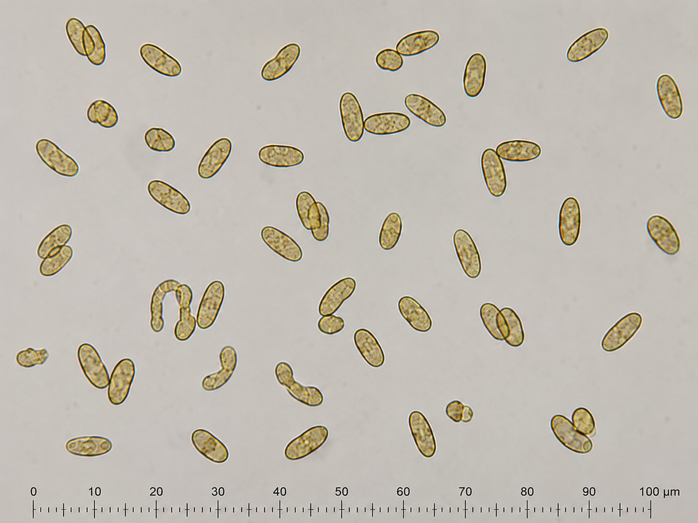 Rhizopogon fulvigleba