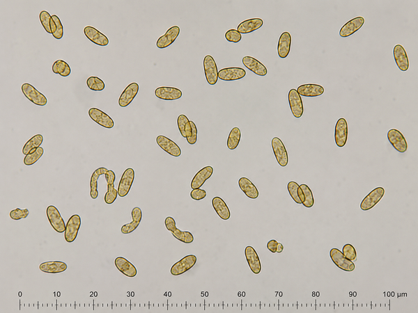 Rhizopogon fulvigleba