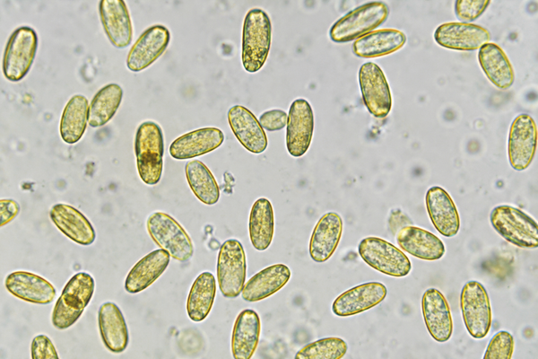 Rhizopogon luteolus
