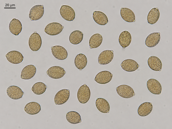 Rhizopogon villosulus