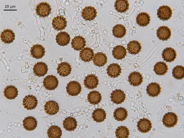 Scleroderma cepa