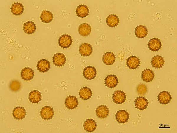 Scleroderma citrinum