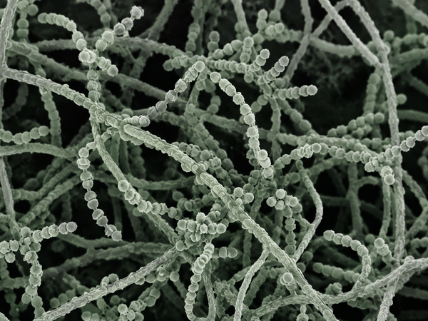 Streptomyces griseoviridis