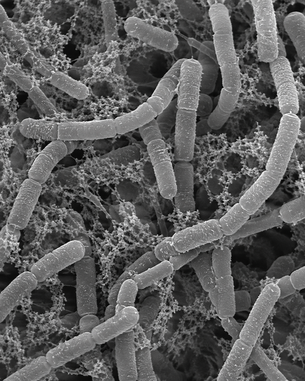 Streptomyces lydicus