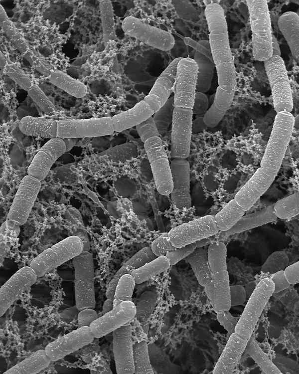 Streptomyces lydicus