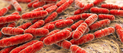 Bacillus azotoformans