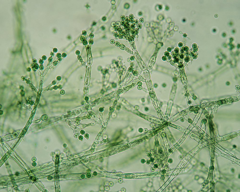Trichoderma viride