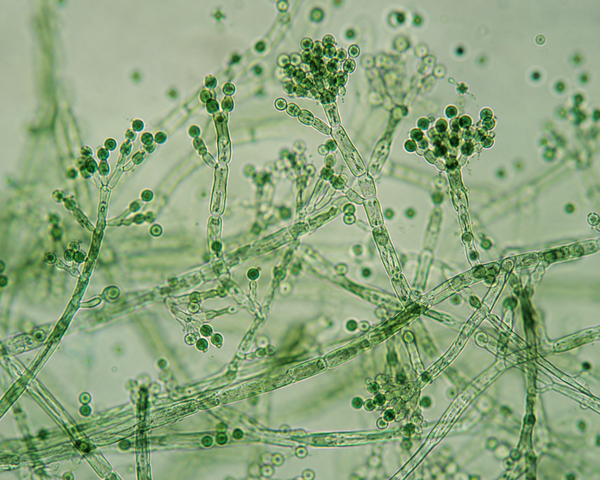 Trichoderma viride