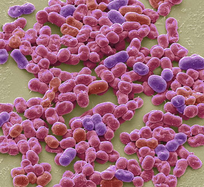 Azotobacter chroococcum