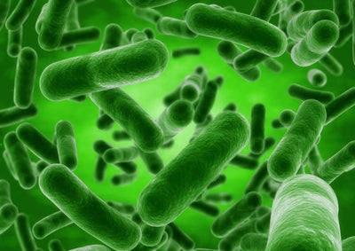 Pseudomonas aureofaciens