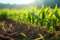 Row crops
