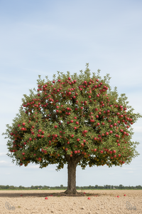 Orchards