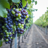 Vineyards