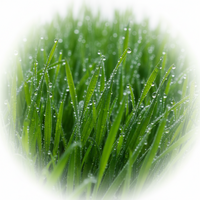 Turf