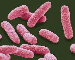 Bacillus subtilis