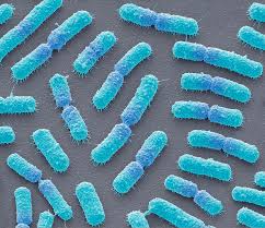 Bacillus megaterium