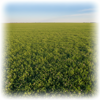 forage Crops