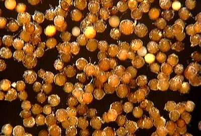 Claroideoglomus etunicatum