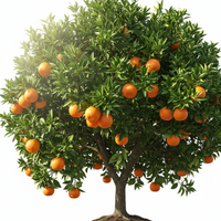 Tropical & subtropical crops